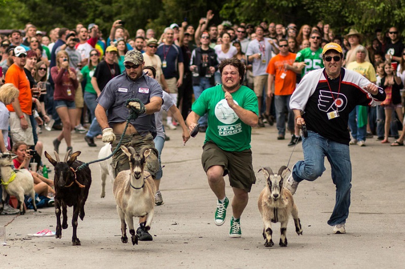 Sly Fox Bock Fest and Goat Race
